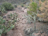 Cactus Trap